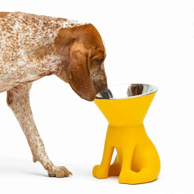 Ein gefleckter Hund nähert sich neugierig einem leuchtend gelben Hundenapf mit Aluschale.